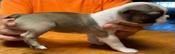 Boston Terrier dogs for sale: Boston Terrier 7 - Little Louie  - Ad 4