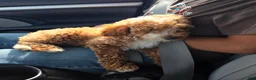 Miniature Poodle dogs for sale: Miniature Poodle Puppy 2 - Ad 3