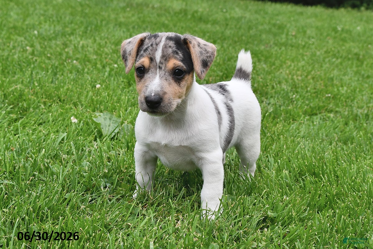 Jack Russell Terrier dogs Pepper - Ad 1
