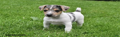 Pepper