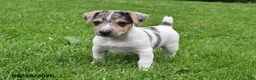Jack Russell Terrier dogs for sale: Pepper - Ad 1