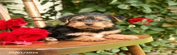 Yorkshire Terrier dogs for sale: Waffles - Ad 4