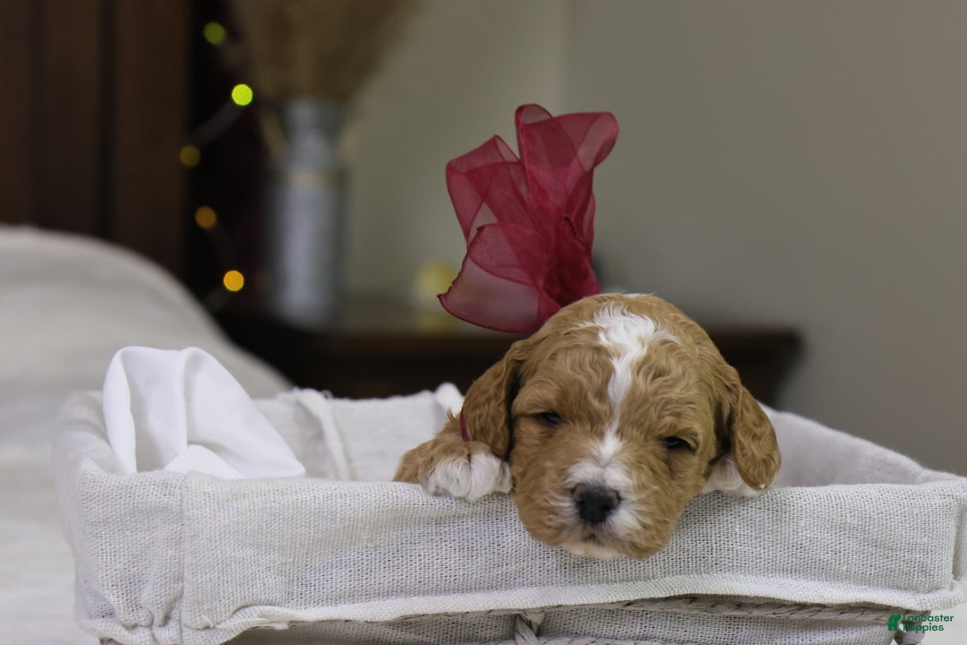 Goldendoodle dogs for sale: Twinkle - Ad 1