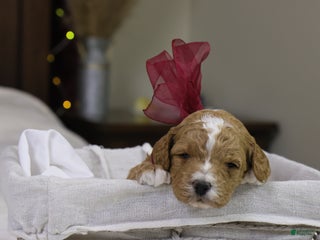 Goldendoodle dogs Twinkle - Ad 23