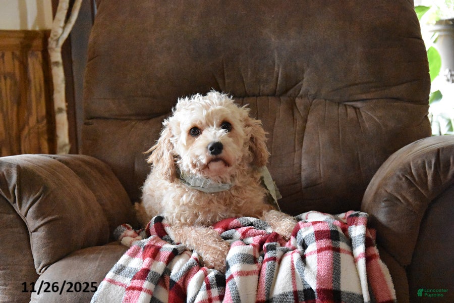 Mini Bernedoodle dogs Gracie - Ad 4