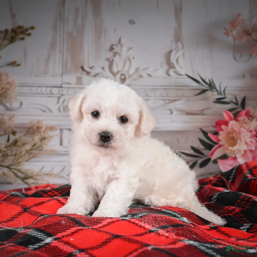 Bichon Frise dogs for sale: AKC-Romeo - Ad 3