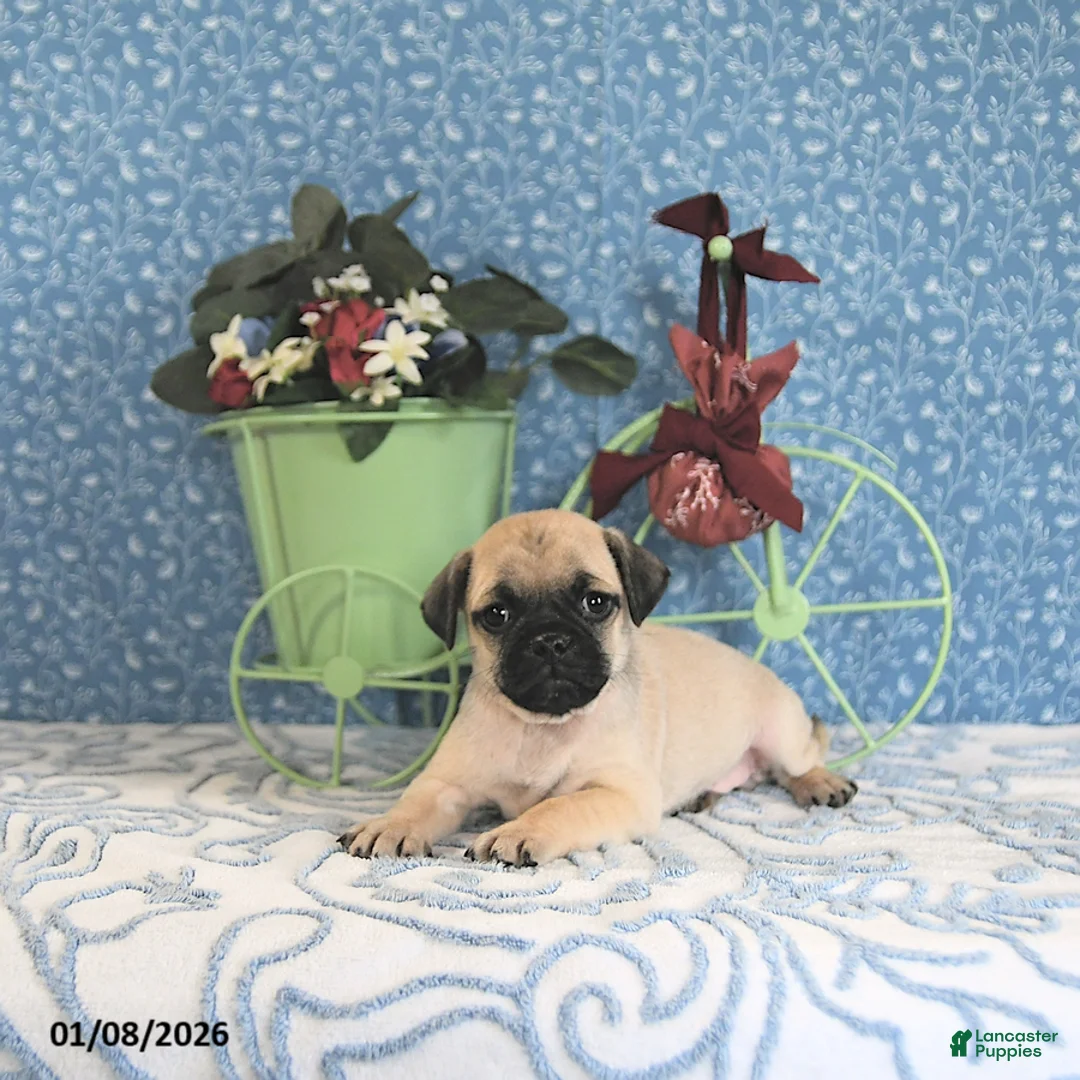 Pug dogs for sale: Lechito - Ad 8