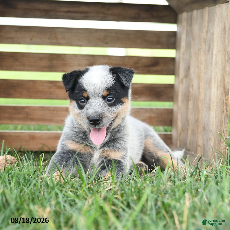 Australian Cattle Dog dogs Buddy - Ad 2