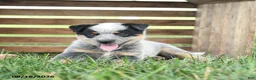 Australian Cattle Dog dogs for sale: Buddy - Ad 2