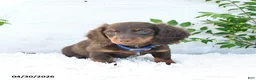 Miniature Dachshund dogs for sale: Moe  - Ad 5