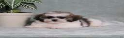 Teddy Bear dogs for sale: Yancy - Ad 4
