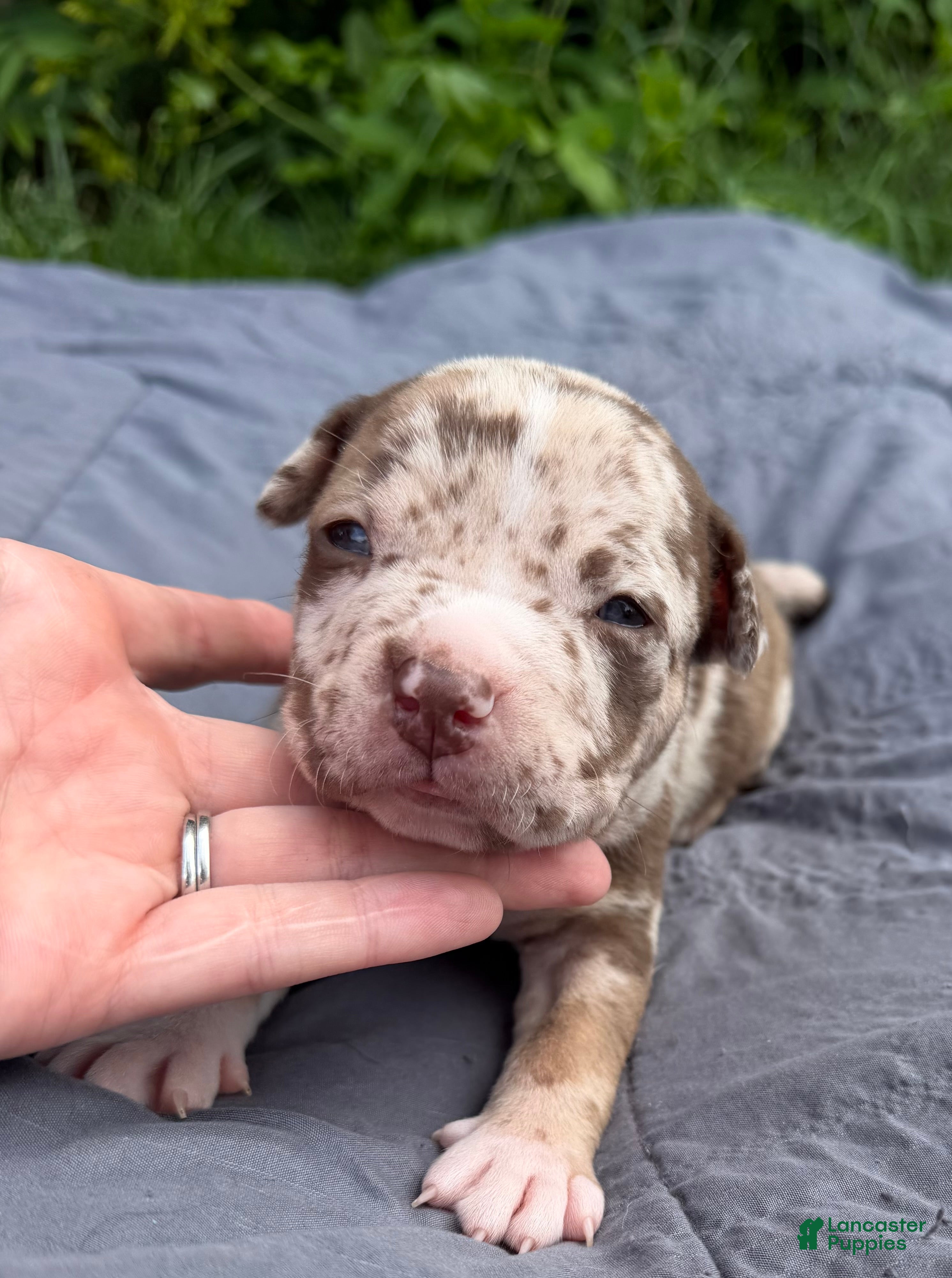 American Bully dogs Raven - Ad 1