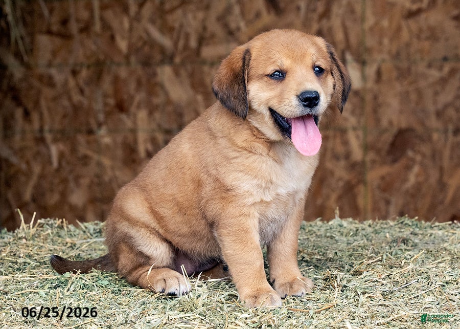 Mixed Breed dogs Brianna - Ad 2