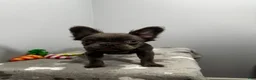 French Bulldog dogs for sale: Molly - Ad 5