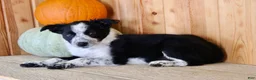 Mixed Breed dogs for sale: Betty - Ad 6