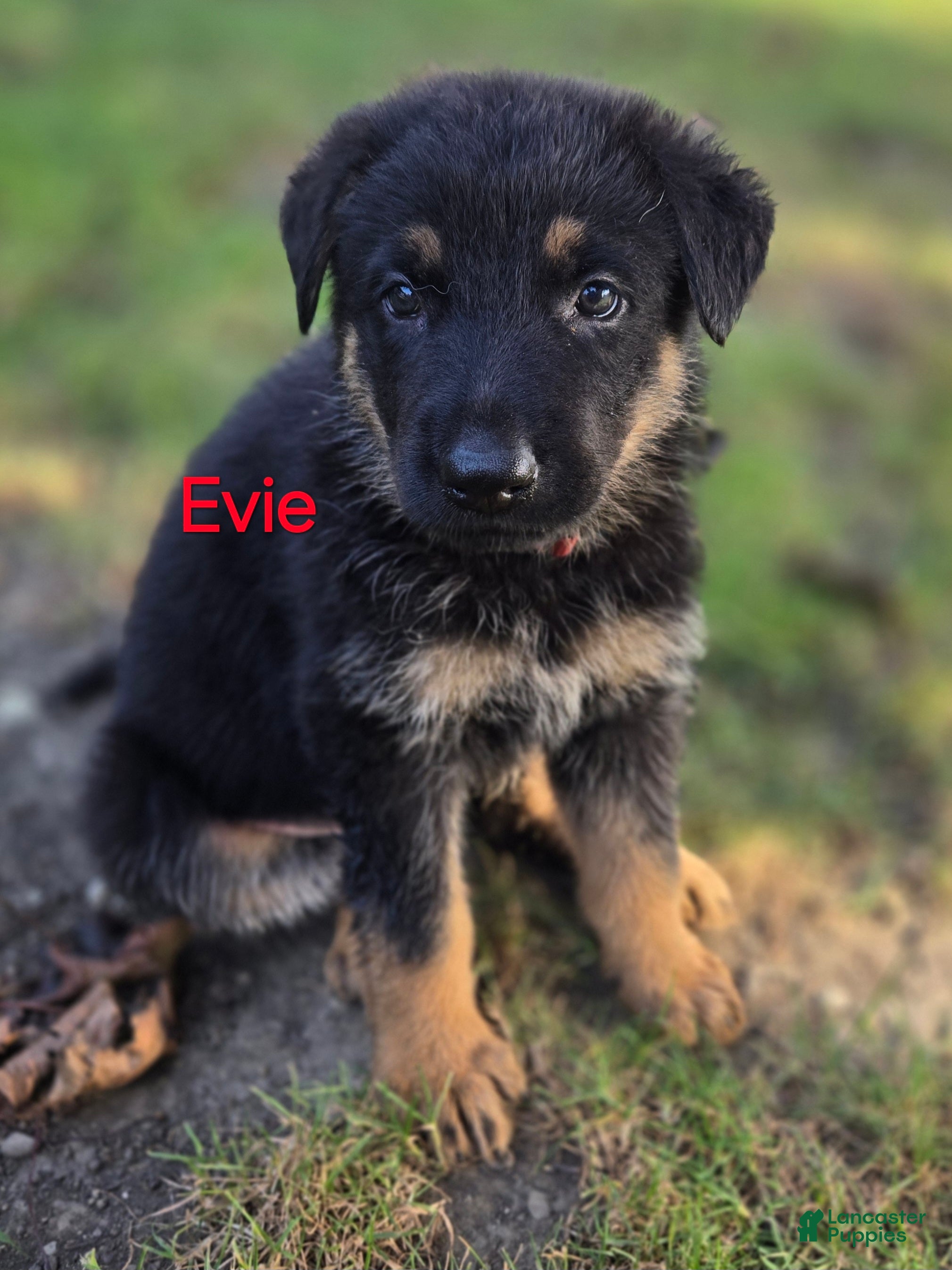 German Shepherd dogs Evie - Ad 36