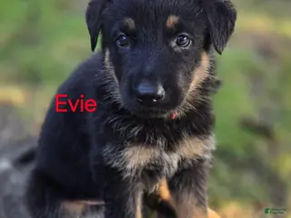 German Shepherd dogs Evie - Ad 36