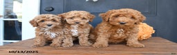 Cockapoo dogs for sale: Mia  - Ad 12