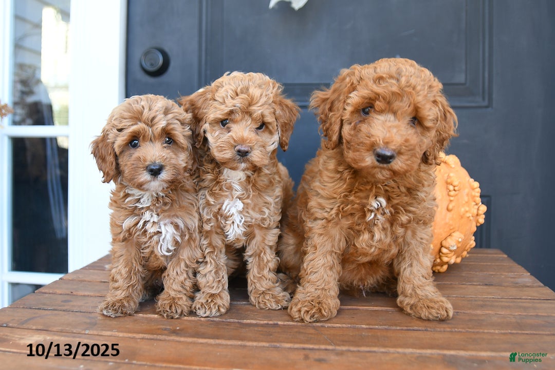 Cockapoo dogs for sale: Mia  - Ad 12