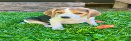 Beagle dogs for sale: Bailey - Ad 4