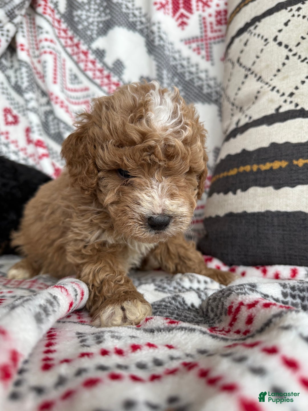 Mini Bernedoodle dogs for sale: Cash  - Ad 3