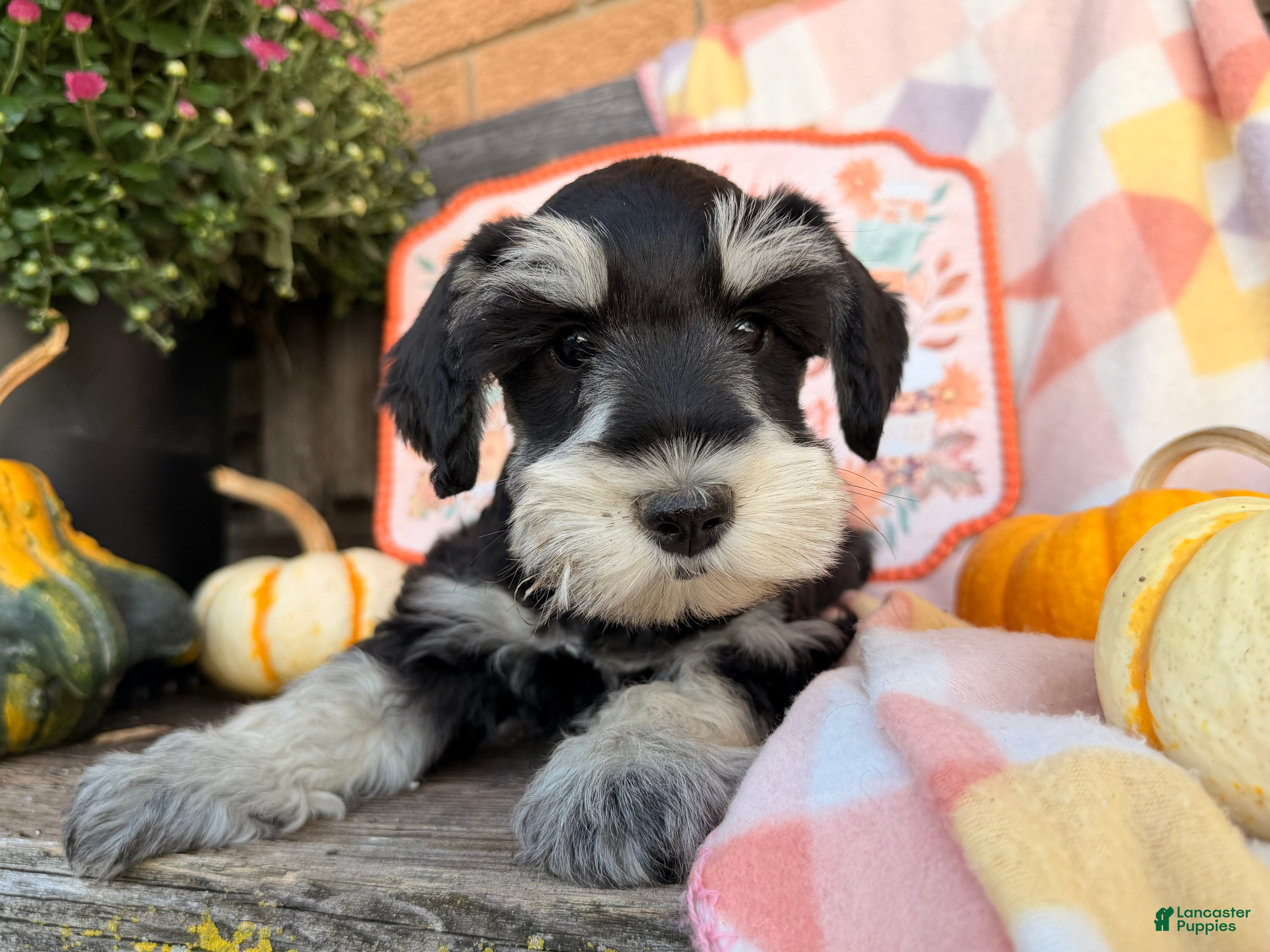 Miniature Schnauzer dogs  Mable  - Ad 1