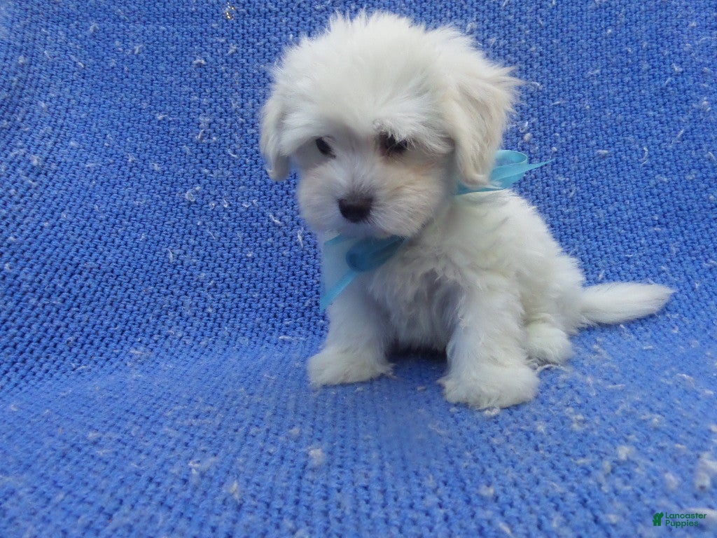 Maltipoo dogs Kolten  - Ad 7