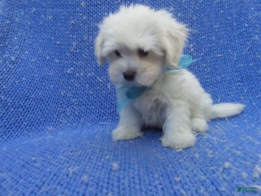Maltipoo dogs for sale: Kolten  - Ad 1