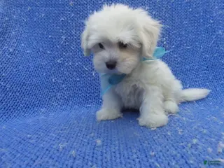 Maltipoo dogs Kolten - Ad 2