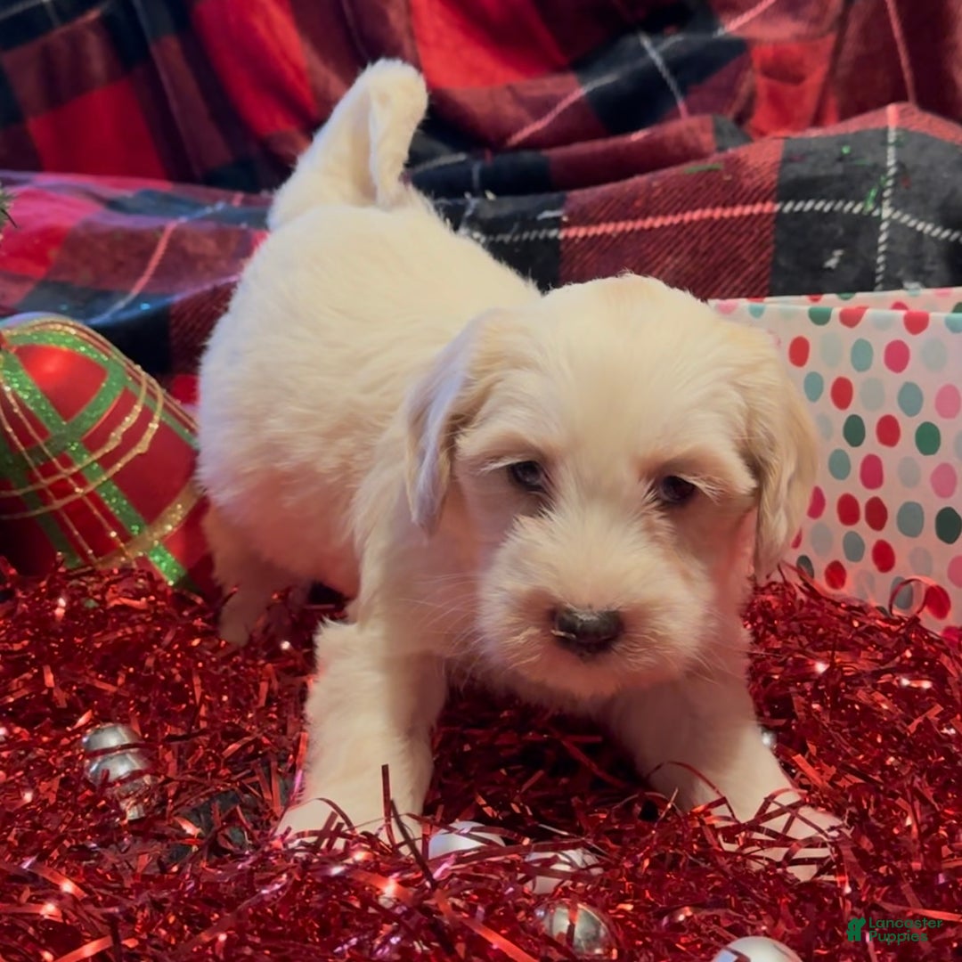 Mini Goldendoodle dogs for sale: Snowball  - Ad 2