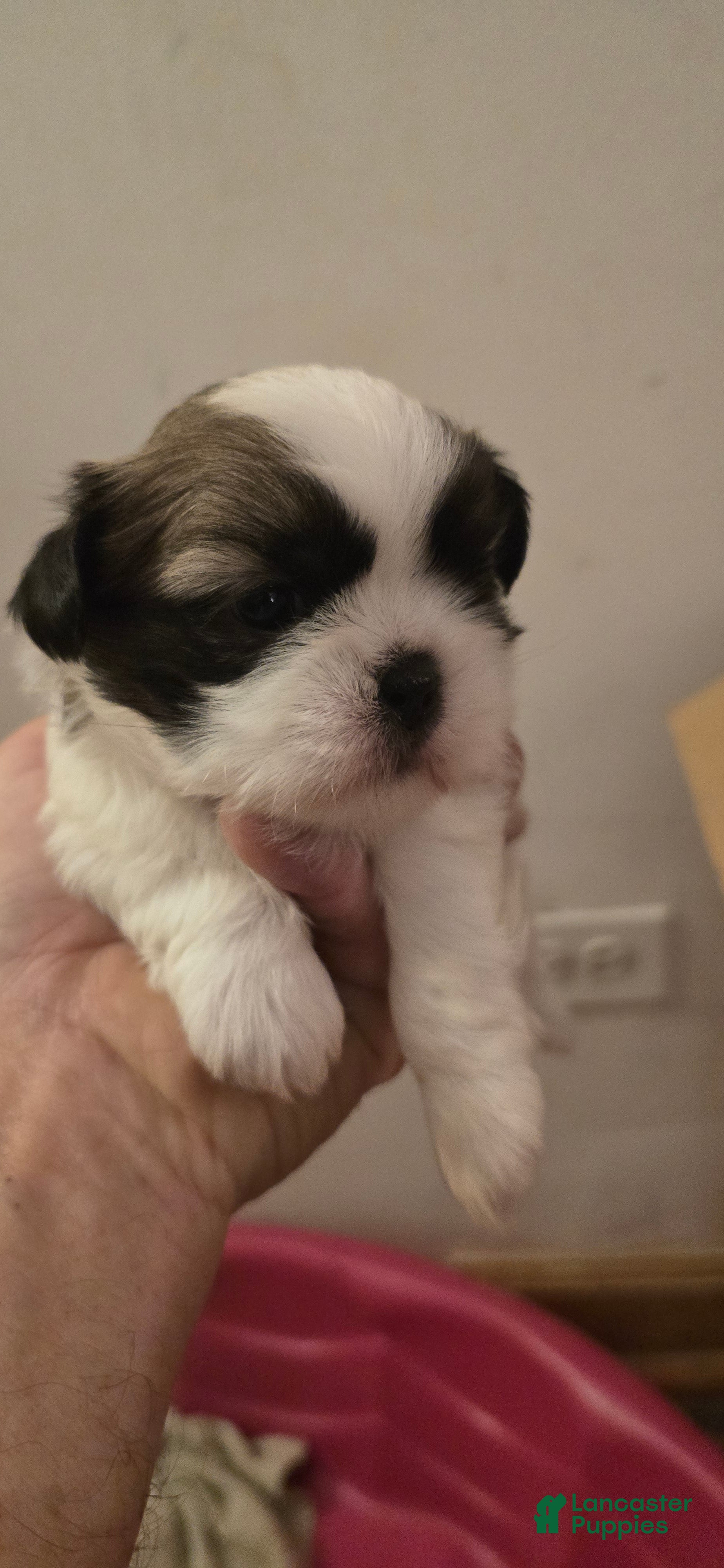 Shih Tzu dogs Shih Tzu 3 - Ad 1