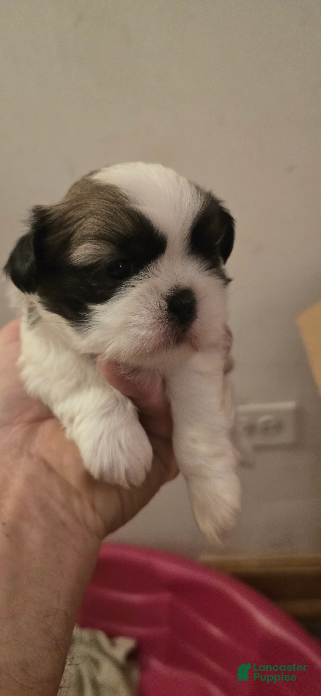 Shih Tzu dogs for sale: Shih Tzu 3 - Ad 1