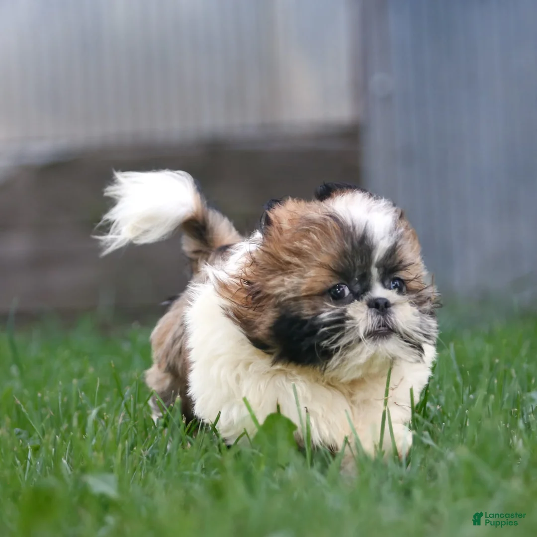 Shih Tzu dogs for sale: Charlie - Ad 14