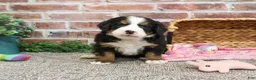 Bernese Mountain Dog dogs for sale: Cinderella - Ad 7