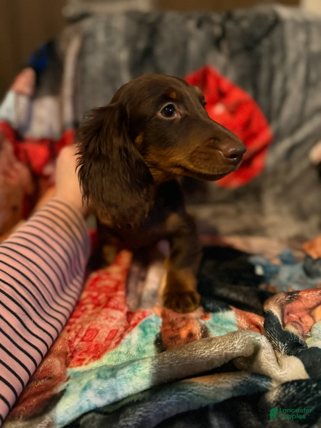 Miniature Dachshund dogs for sale: Miniature Dachshund 1 - Ad 2