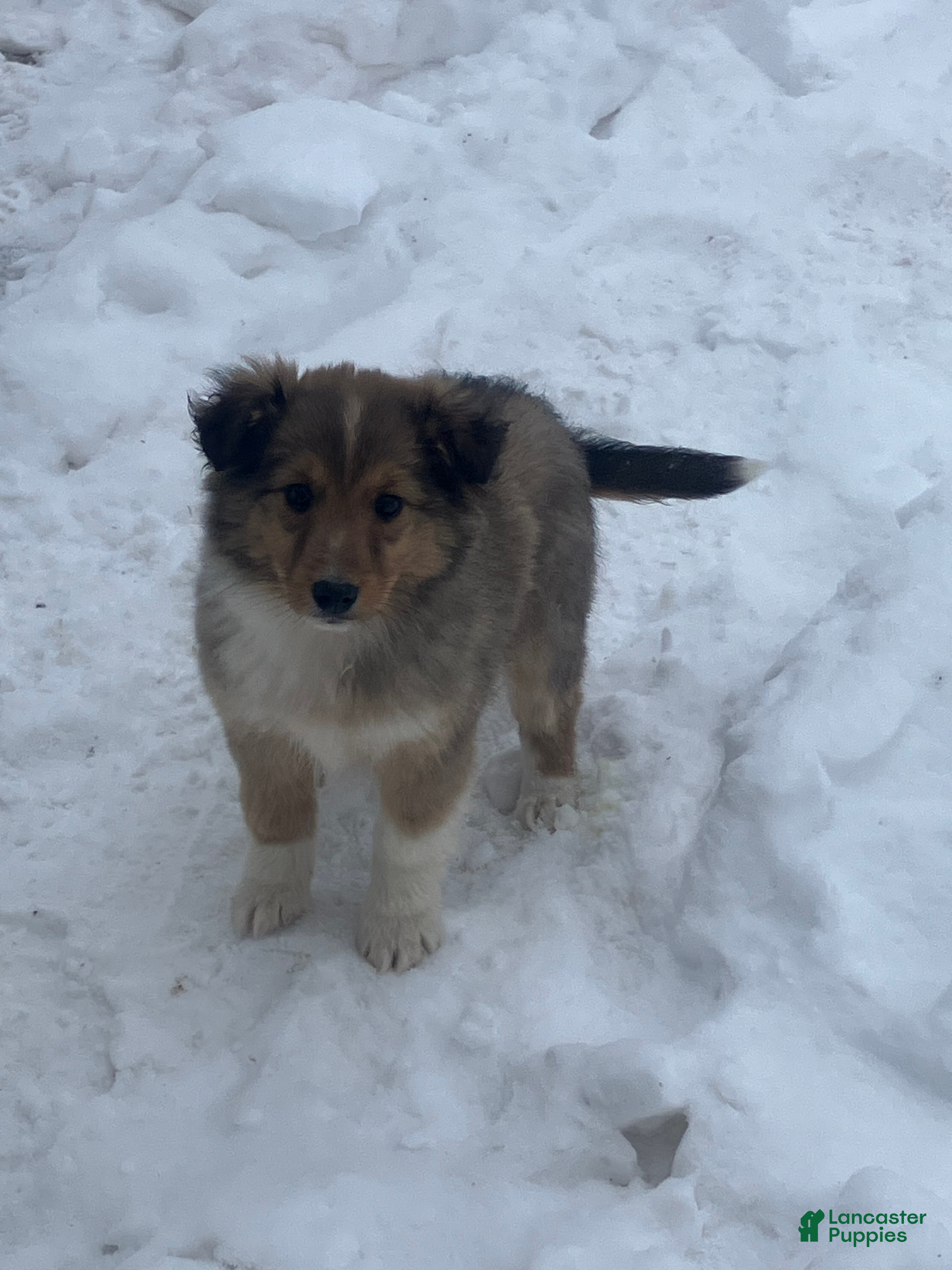 Mixed Breed dogs Shelly - Ad 15