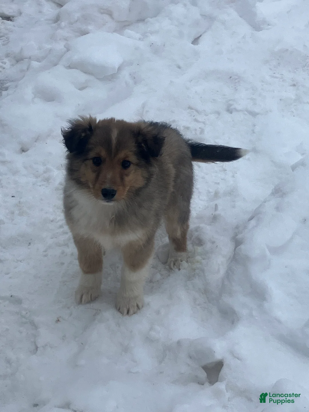 Mixed Breed dogs for sale: Shelly - Ad 1