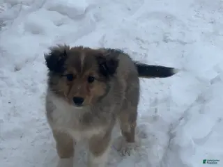 Mixed Breed dogs Shelly - Ad 15