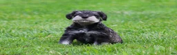 Miniature Schnauzer dogs for sale: Stetson  - Ad 3