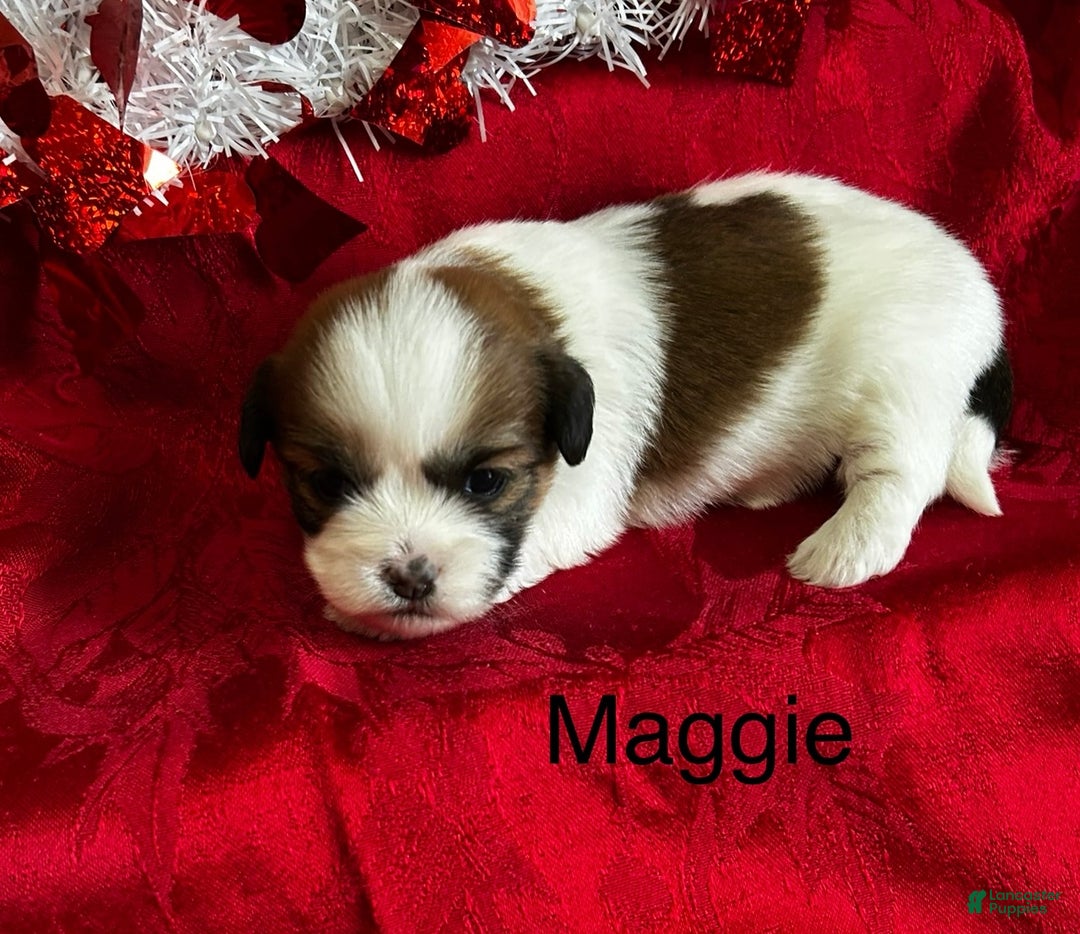 Lhasa Apso dogs for sale: Lhasa Apso Puppy 4 - Ad 1