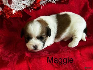 Lhasa Apso dogs Lhasa Apso Puppy 4 - Ad 26