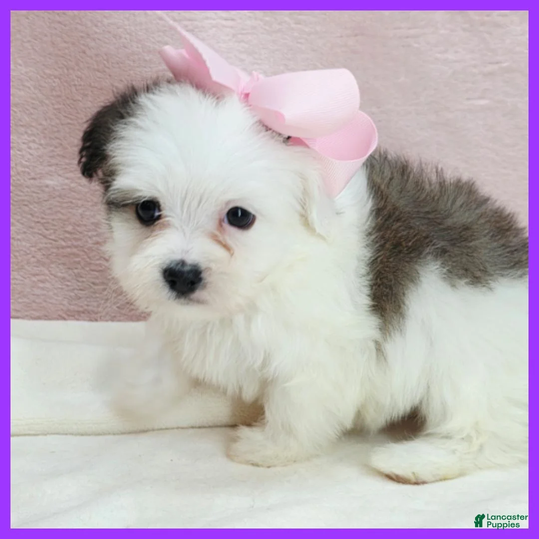 Maltipoo dogs for sale: Maggie - Ad 3