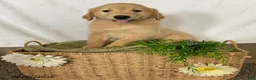 Golden Retriever dogs for sale: Harry - Ad 5