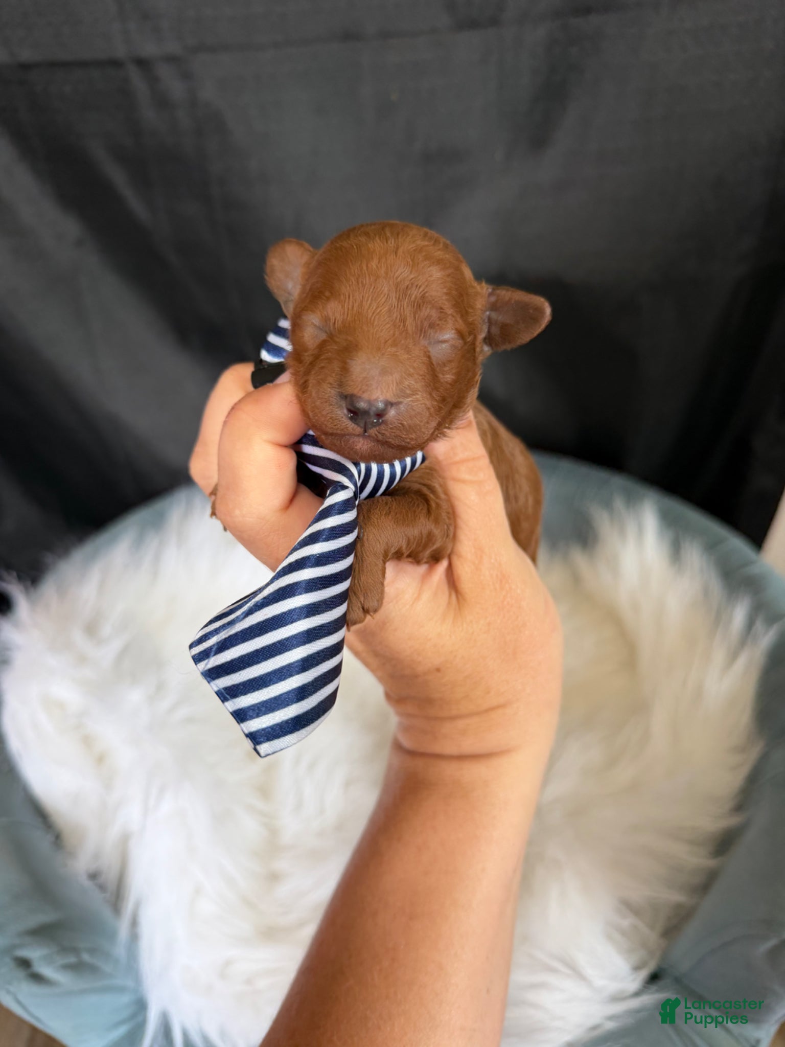 Toy Poodle dogs for sale: Akc Bred the Color Red Boy - Ad 11