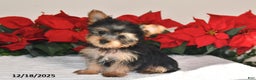 Yorkshire Terrier dogs for sale: Harper - Ad 2