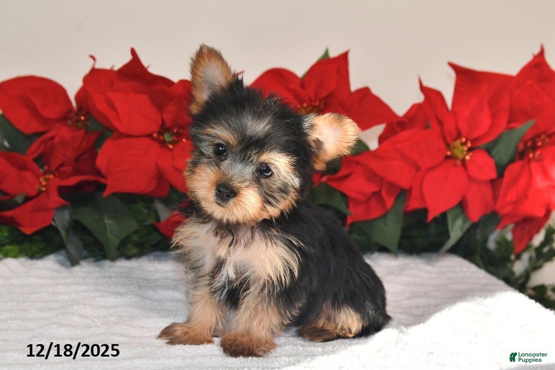 Yorkshire Terrier dogs for sale: Harper - Ad 2