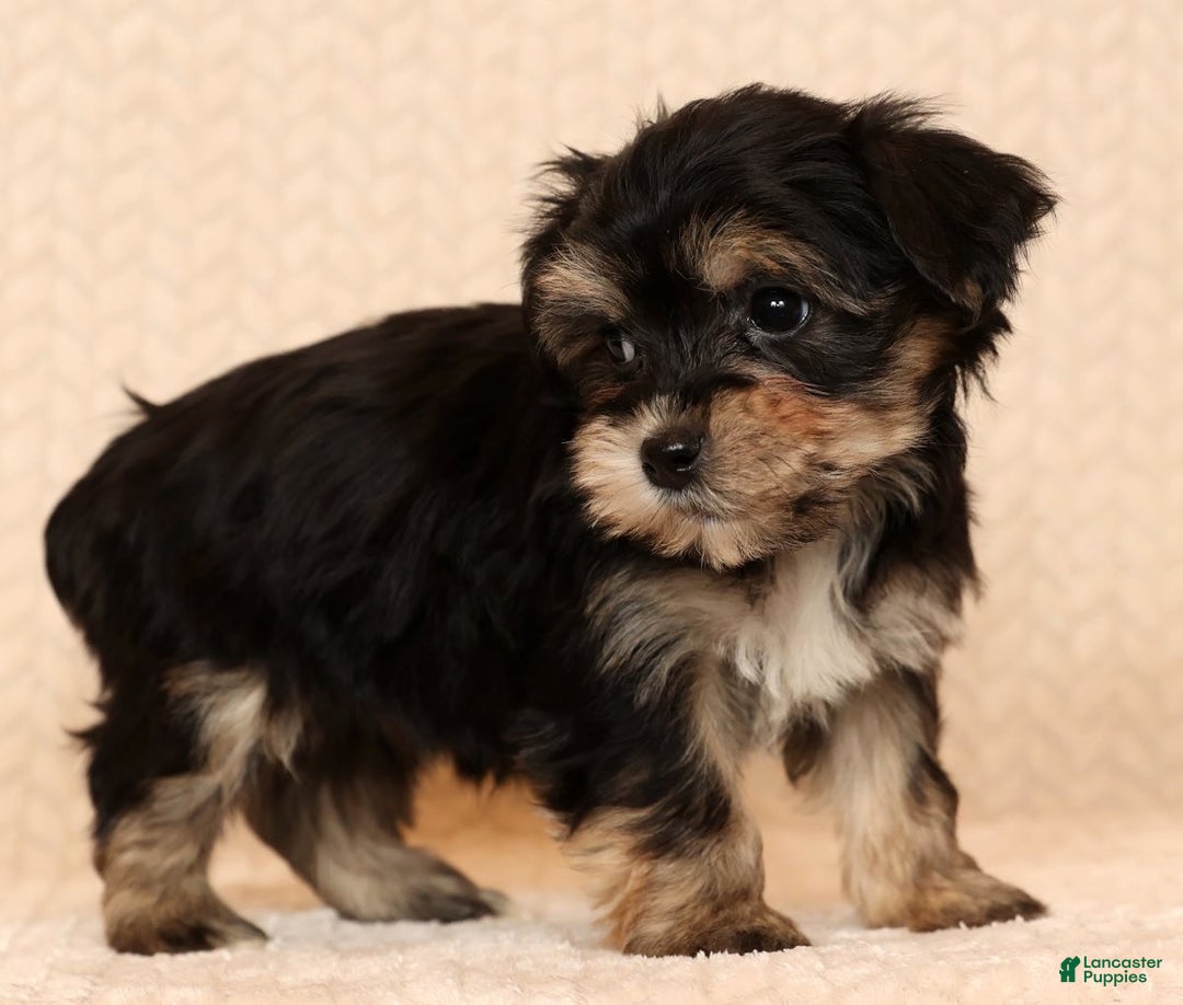 Yochon dogs for sale: Bella - Ad 7