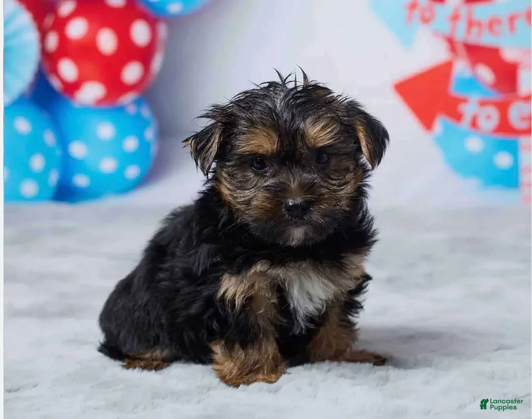 Yorkshire Terrier dogs for sale: Xena - Ad 1