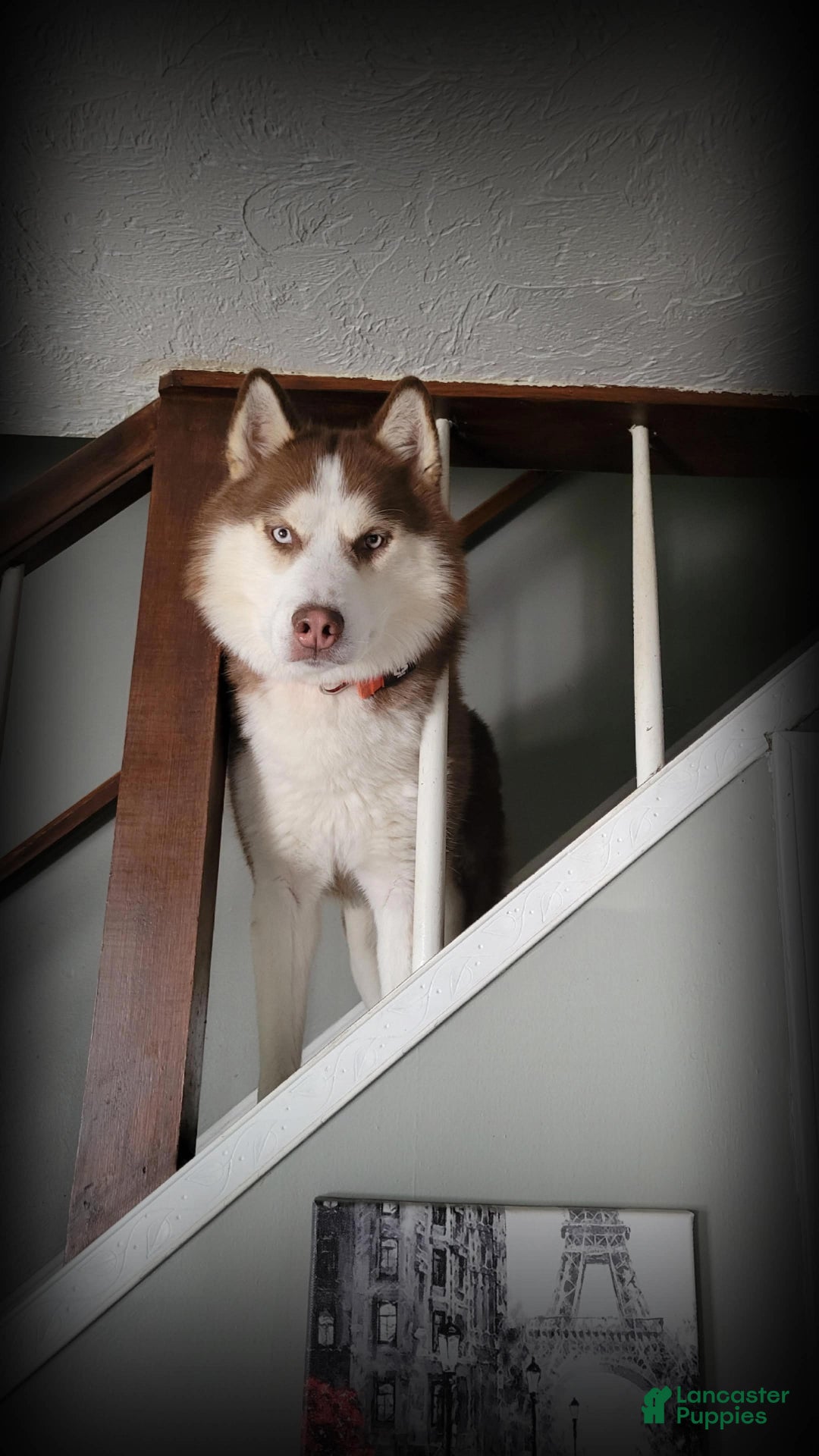 Siberian Husky dogs for stud: STUD: Achilles - Ad 1