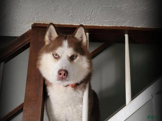 Siberian Husky dogs for stud: STUD: Achilles - Ad 1